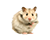 Knaagdieren