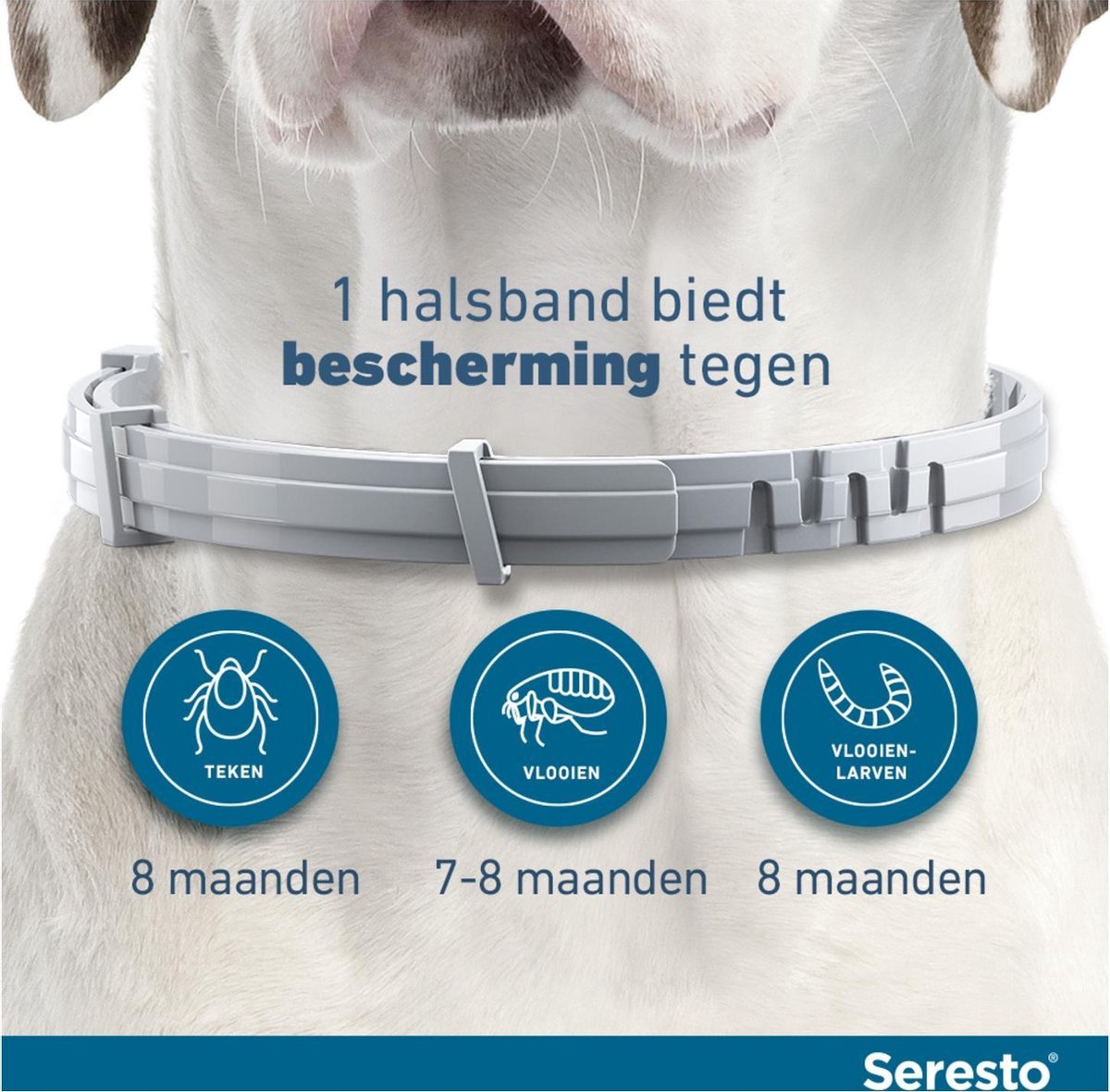 Seresto grote hond en gt 8kg