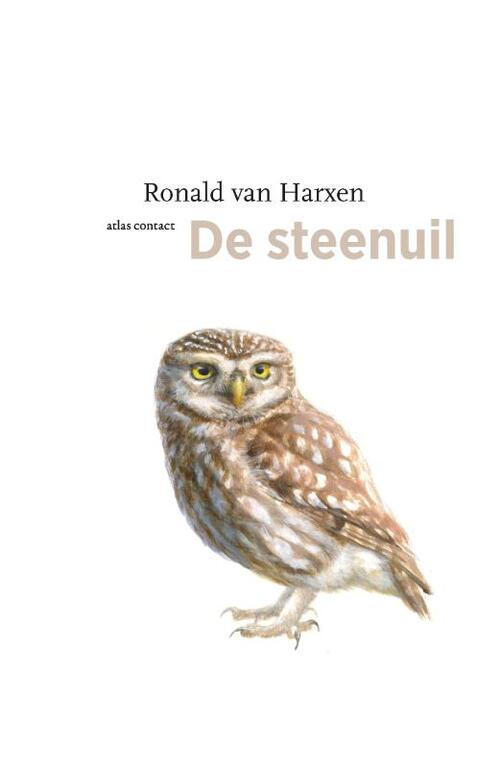 De steenuil