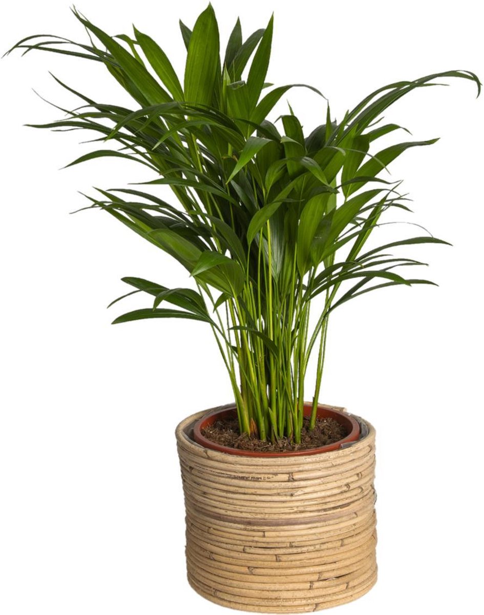 Clayre & Eef Mand Ø 21x17cm - Bruin