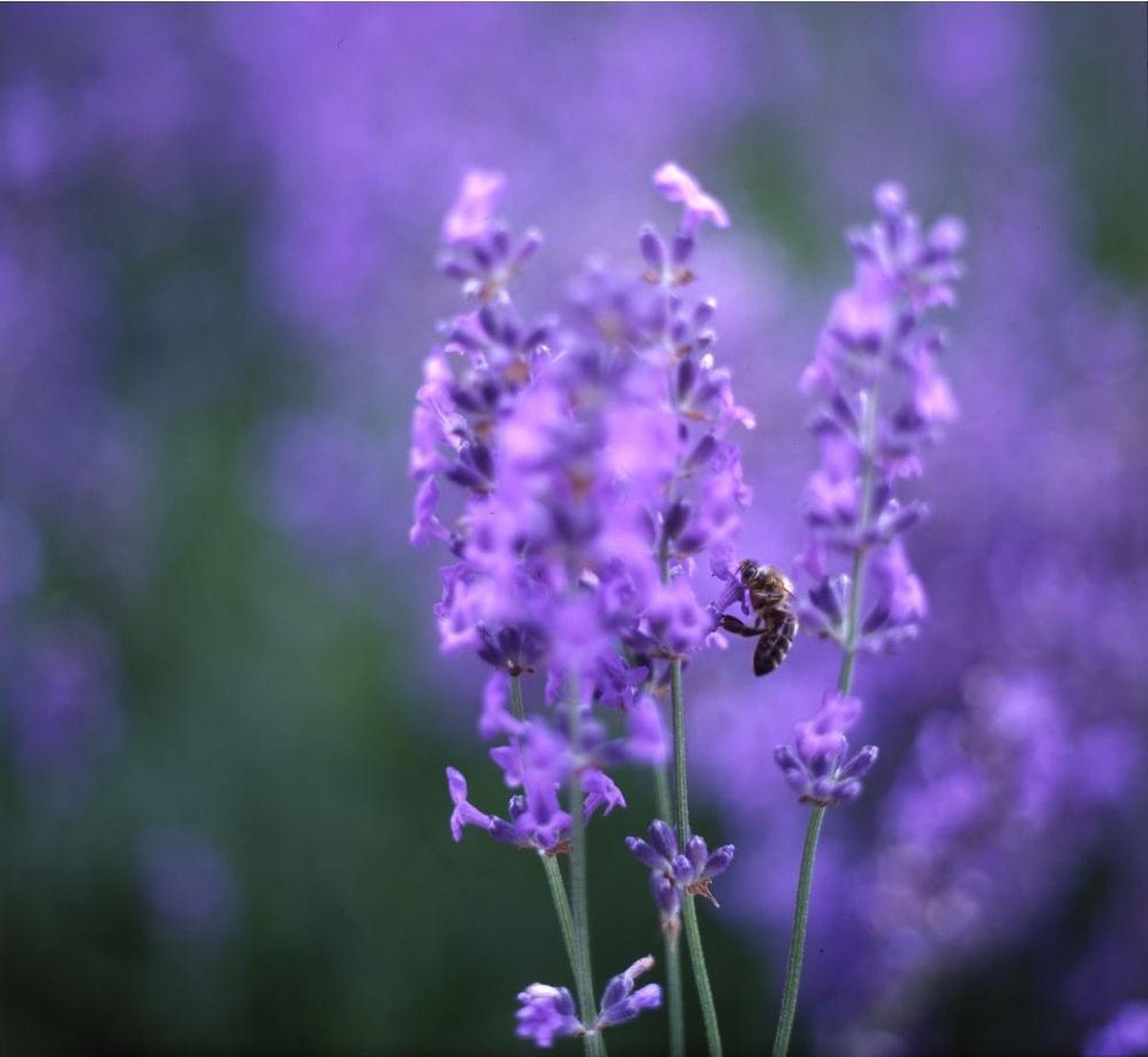 Weleda Bad Ontspanningsbad Lavendel 200ml