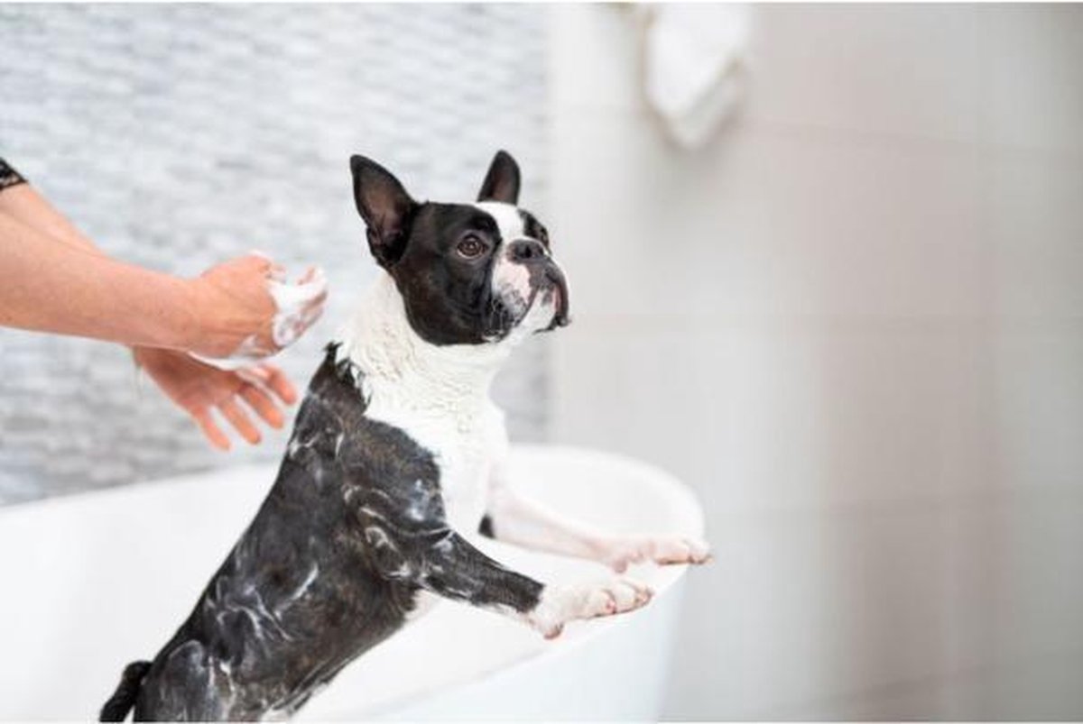 Happy Soaps Hondenshampoo Bar Korte Vacht