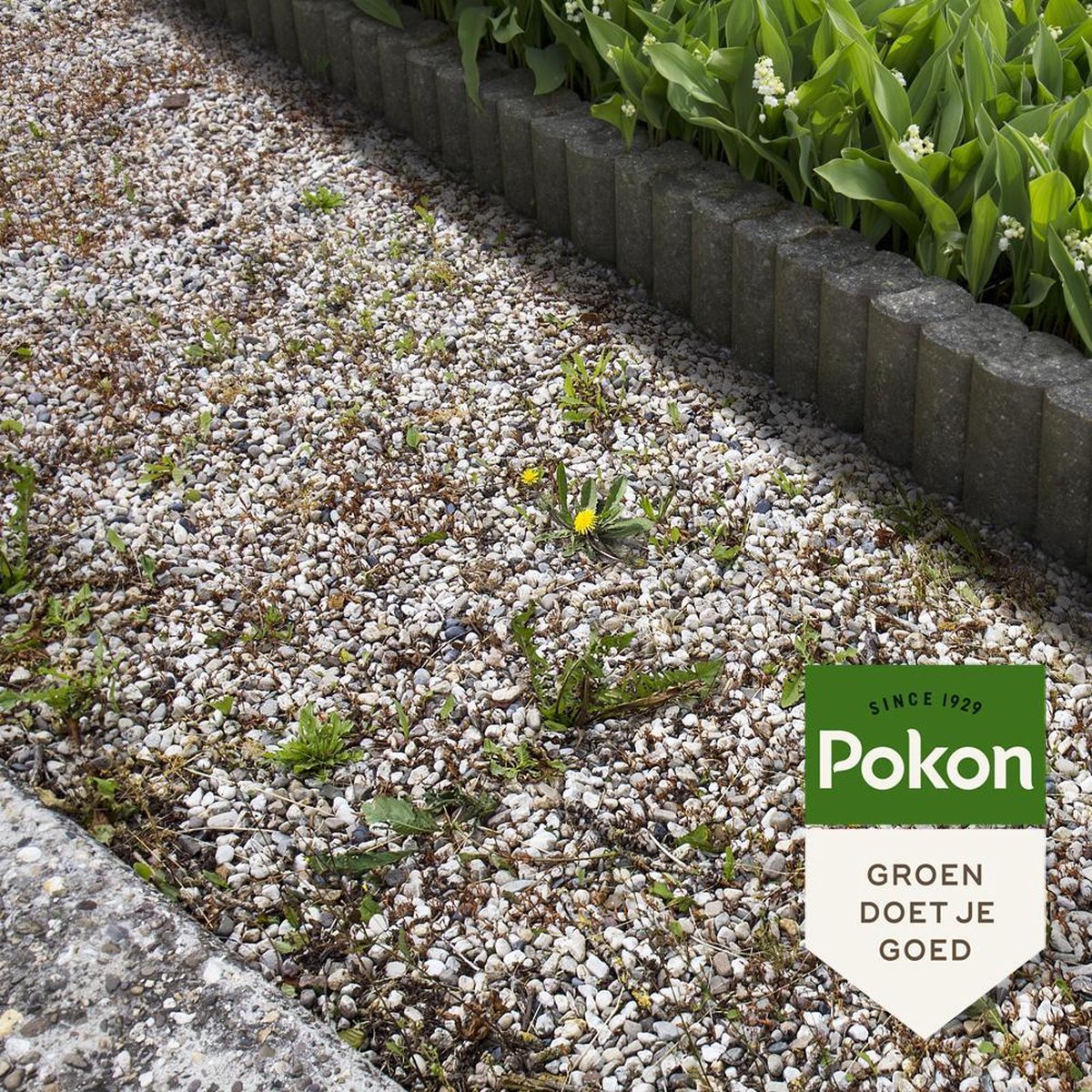 Pokon Tegen Onkruid Concentraat 900ml