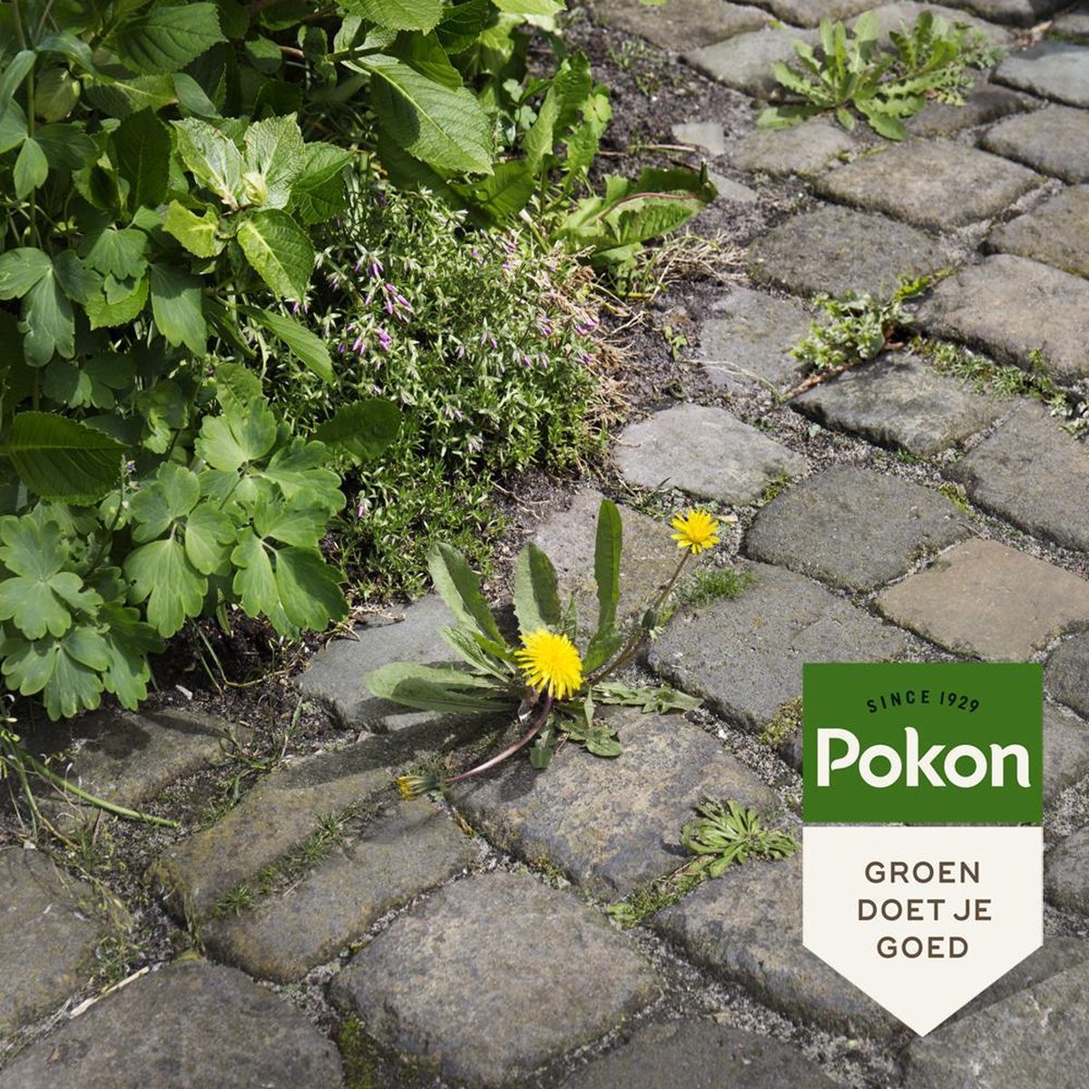 Pokon Tegen Onkruid Spray 1 Liter
