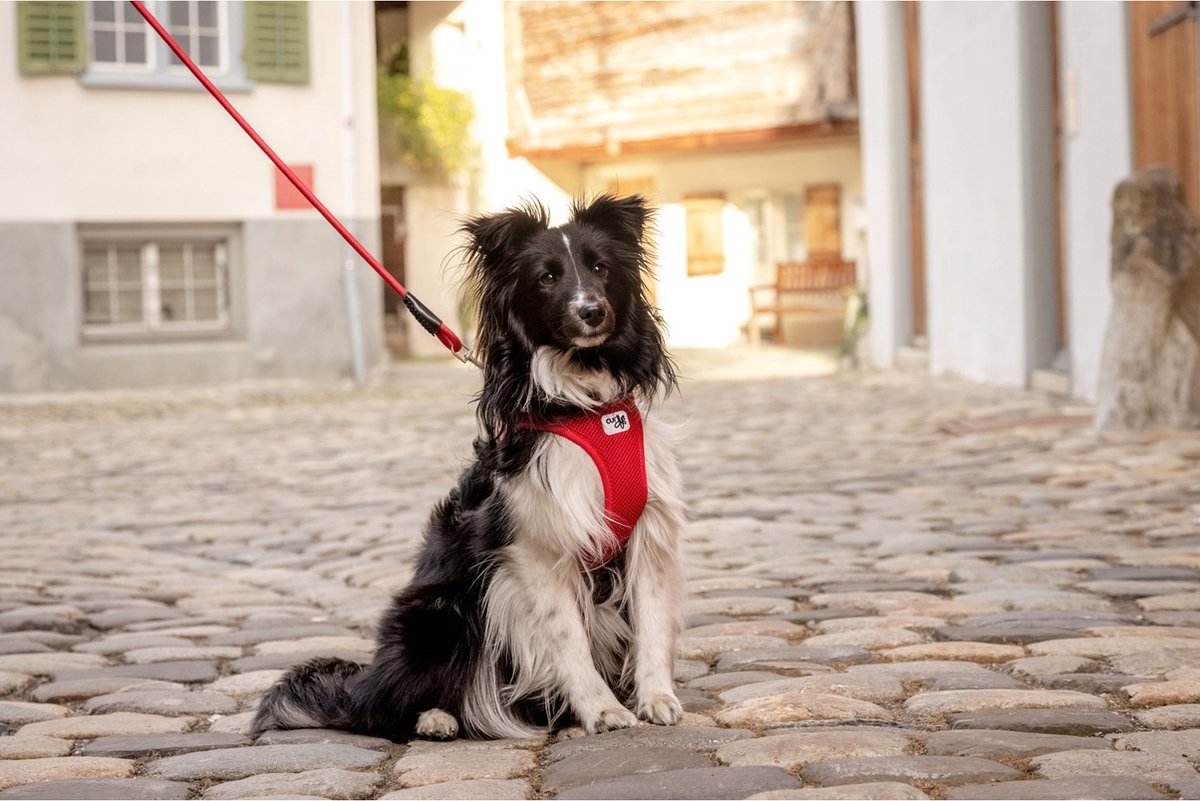 Curli Hondentuig Clasp Vest Harness - Rood