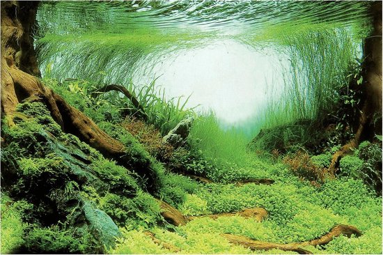 Superfish Deco Poster - Aquarium - Achterwand - 150X61 cm Aquascape Plant