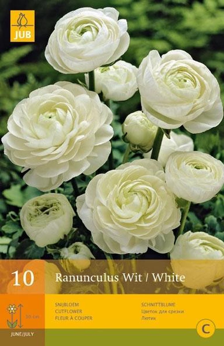JUB Ranonkel/ Ranunculus Bol - 10 stuks - Wit