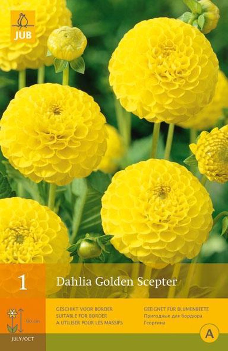 JUB Dahlia Golden Scepter Bol -1 stuks