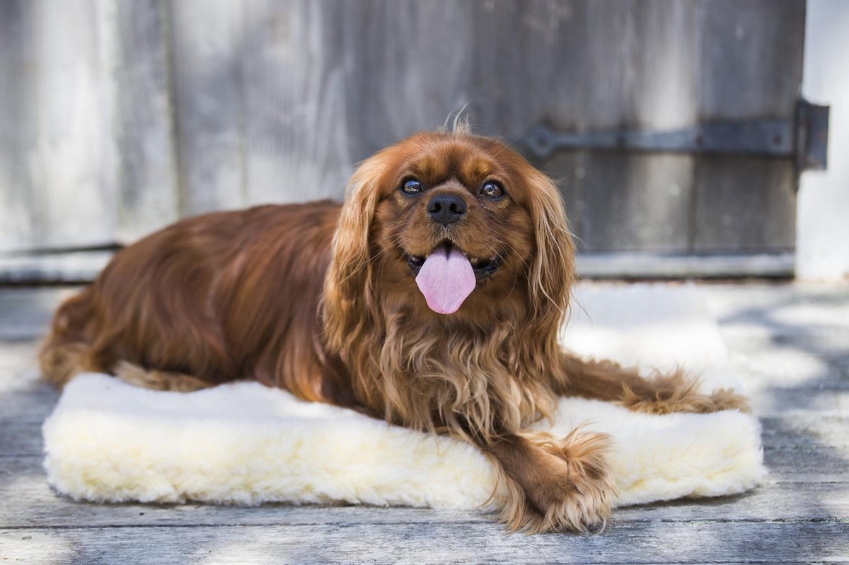 Hugglehounds Fleece Mat
