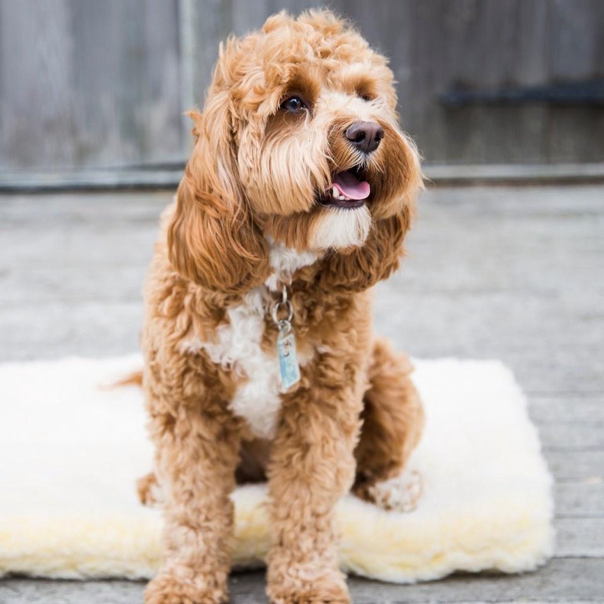 Hugglehounds Fleece Mat