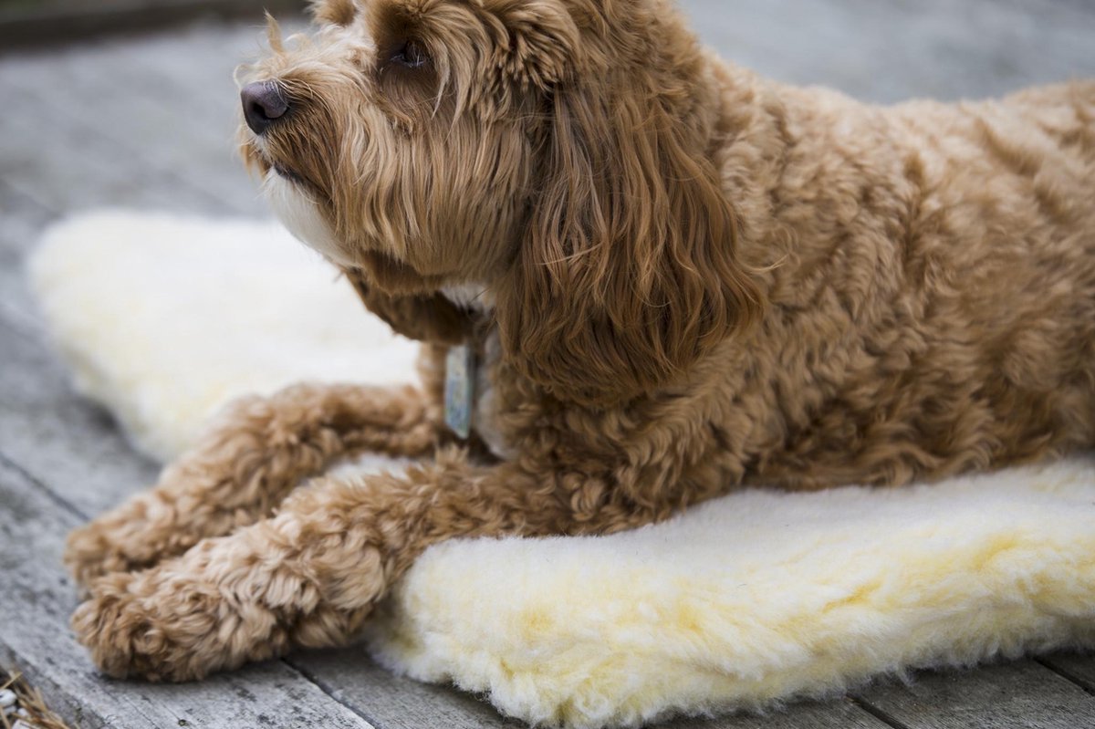 Hugglehounds Fleece Mat