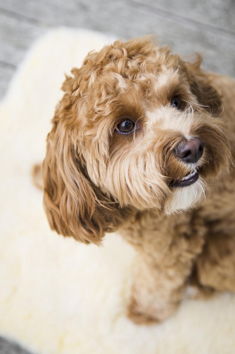 Hugglehounds Fleece Mat