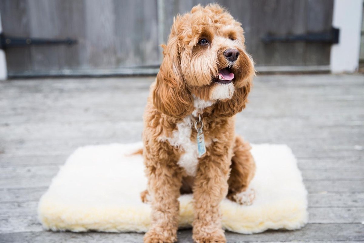 Hugglehounds Fleece Mat