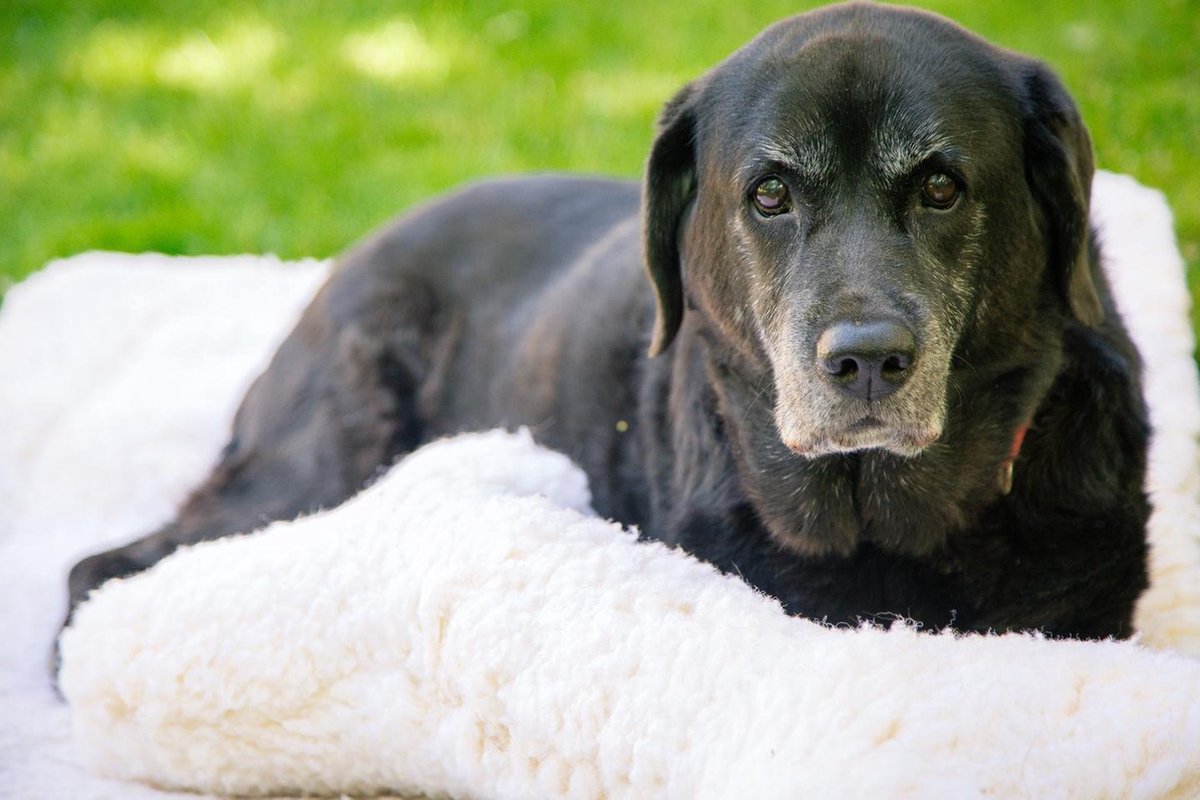 Hugglehounds Fleece Mat