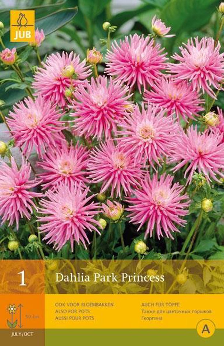 JUB Dahlia Park Princess Bol 1st