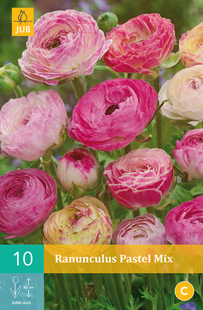 JUB Ranonkel/Ranunculus Pastel Mix Bol - 10 stuks