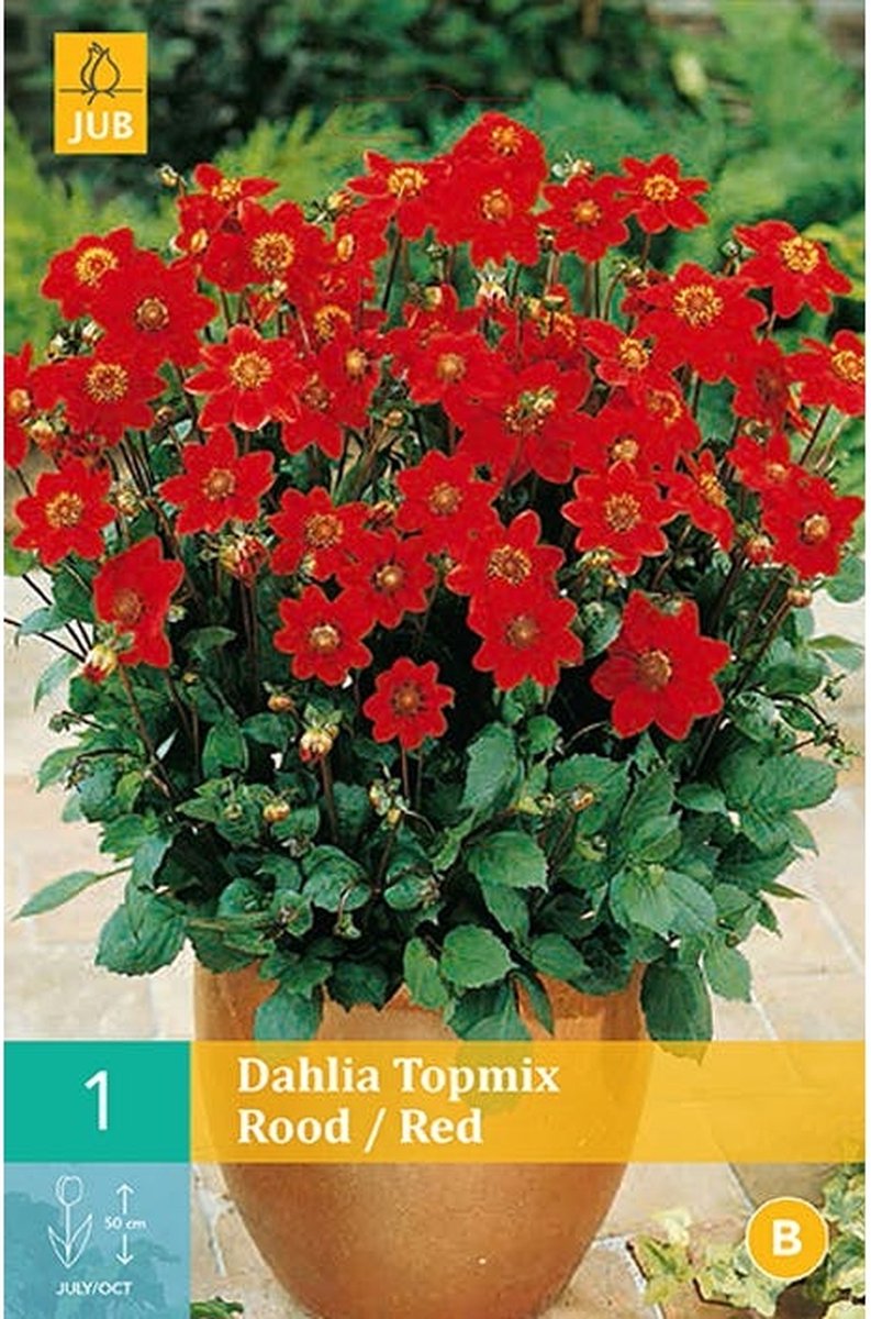 JUB Dahlia Topmix Bol - 1 stuks - Rood