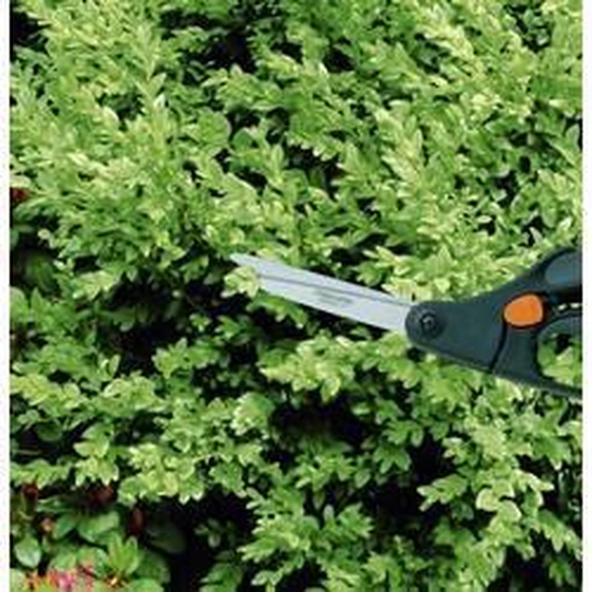Fiskars Buxus Plant Schaar S50 - Zwart