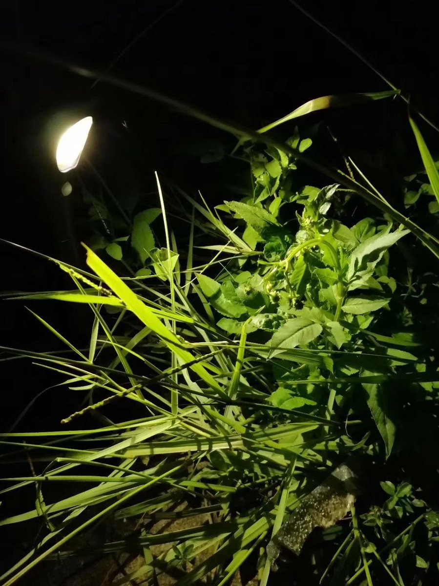 Huismerk Premium Solar Lampen Spike - 2 Stuks - Zwart