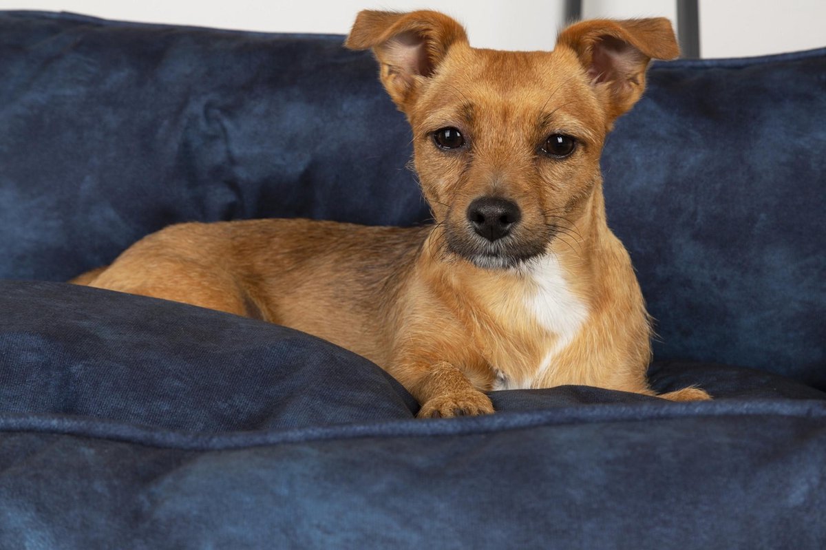 Scruffs Hondenmand Kensington Box Bed - Grijs