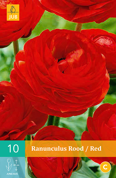 JUB Ranonkel/Ranunculus Bol - 10 stuks - Rood