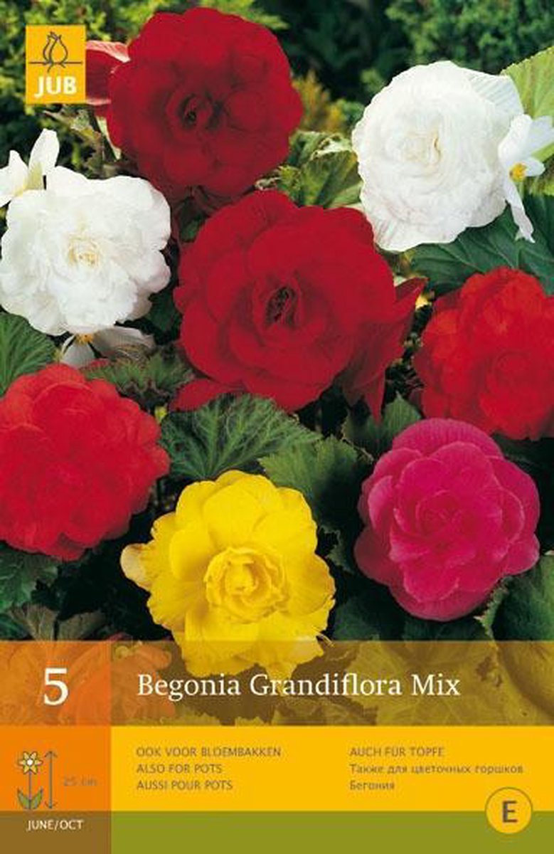JUB Begonia Grandiflora Mix Bol - 5 stuks