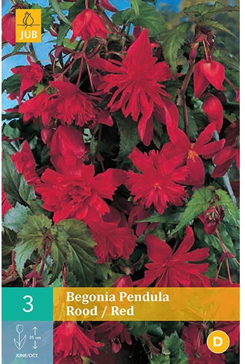 JUB Begonia Pendula Bol - 3 stuks - Rood