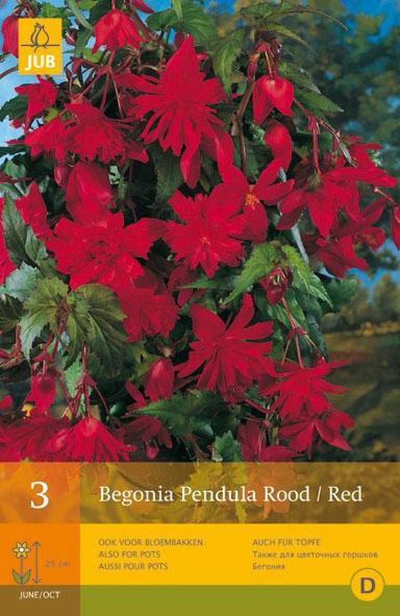 JUB Begonia Pendula Bol - 3 stuks - Rood