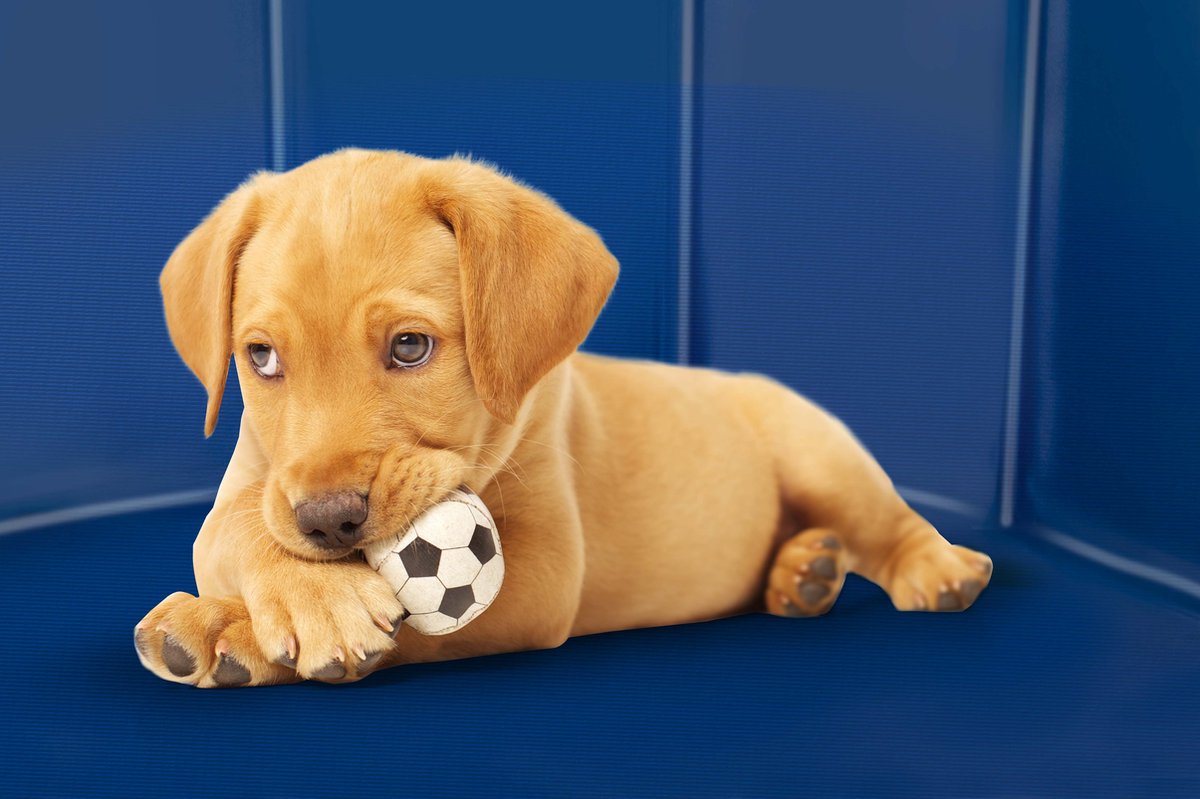 Pet Comfort Pet Hondenzwembad - 120 X 30 Cm - Middelgrote Hondenrassen - Opvouwbaar Honden Bad - Anti-slip Bodem - Blauw