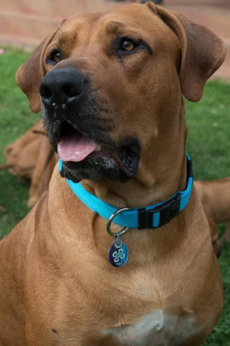 Rogz - Collar Para Perros Fanbelt - Blauw