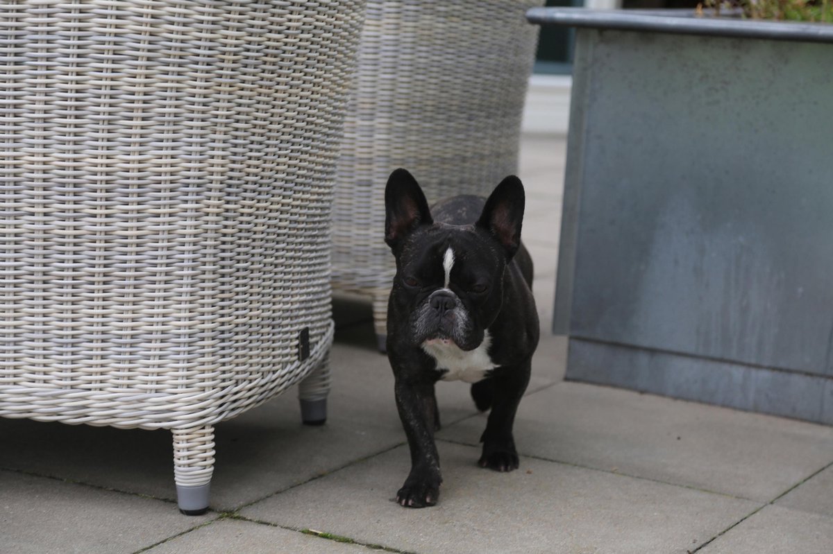 4SO Brighton Diningstoel Provance