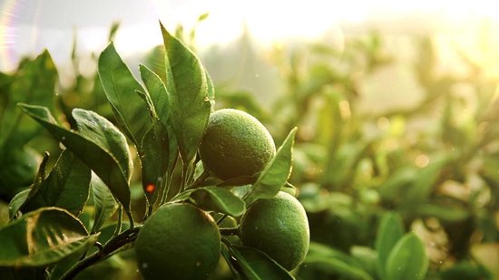 GARDENA Combisystem Terrasbezem - Blauw