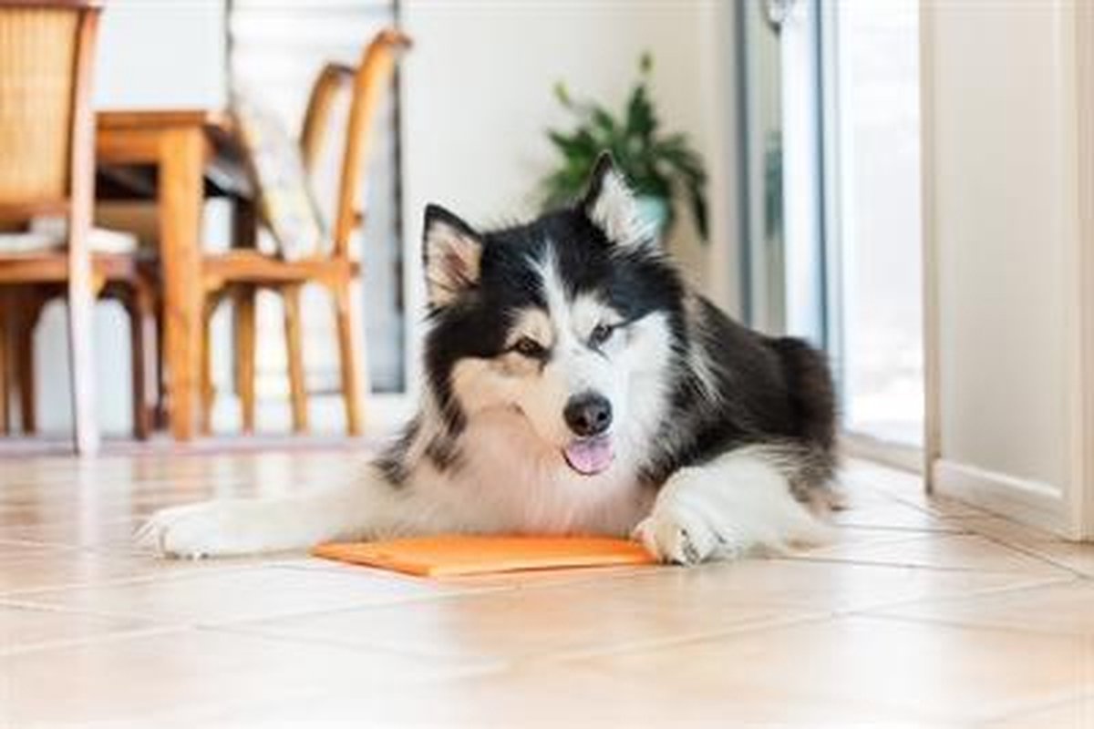 Lickimat Buddy Original - Oranje