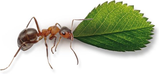 Ses Explore Mieren Bekijken