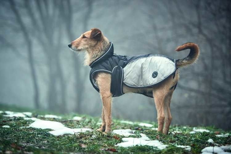 Hunter Hondenjas Uppsala Extreme - Grijs