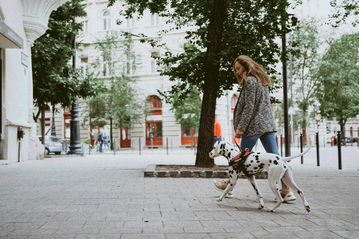 Julius K9 Julius-K9 IDC Arnés Negro para perros