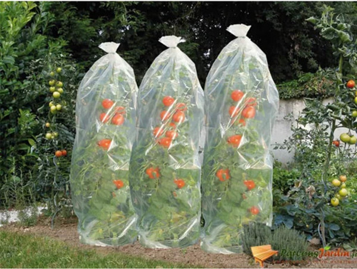 Nature Tomatenhoezen - Klim-En Geleide Artikel - 50x50x1500 cm Transparant