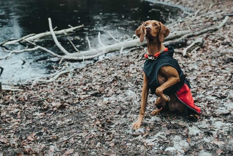 Hunter Hondenjas Uppsala Allrounder - Rood