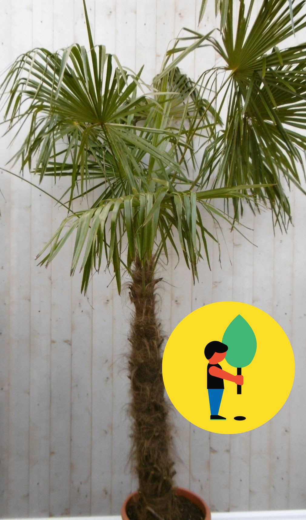 Urban Street Forest Winterharde Palmboom Trachycarpus Fortunei stamhoogte 100 cm en hoogte 225 cm - Groen