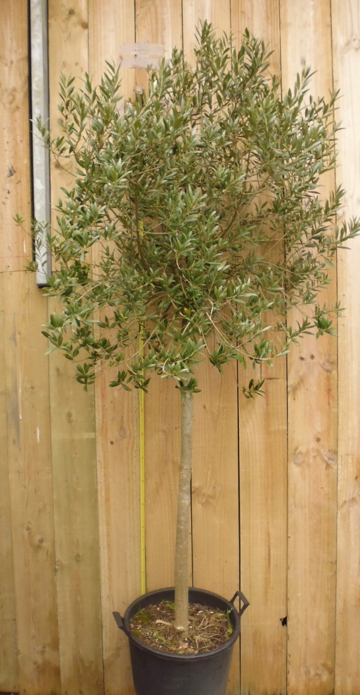 Warentuin Natuurlijk Olijfboom Olea stamhoogte 70 cm en boomhoogte 230 cm - Groen