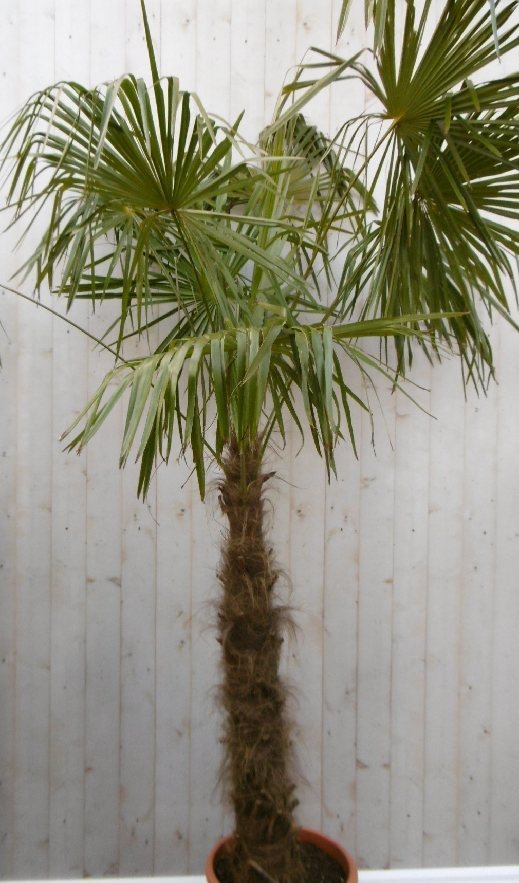 Warentuin Natuurlijk Winterharde Palmboom stamhoogte 100 cm en hoogte 225 cm - Groen