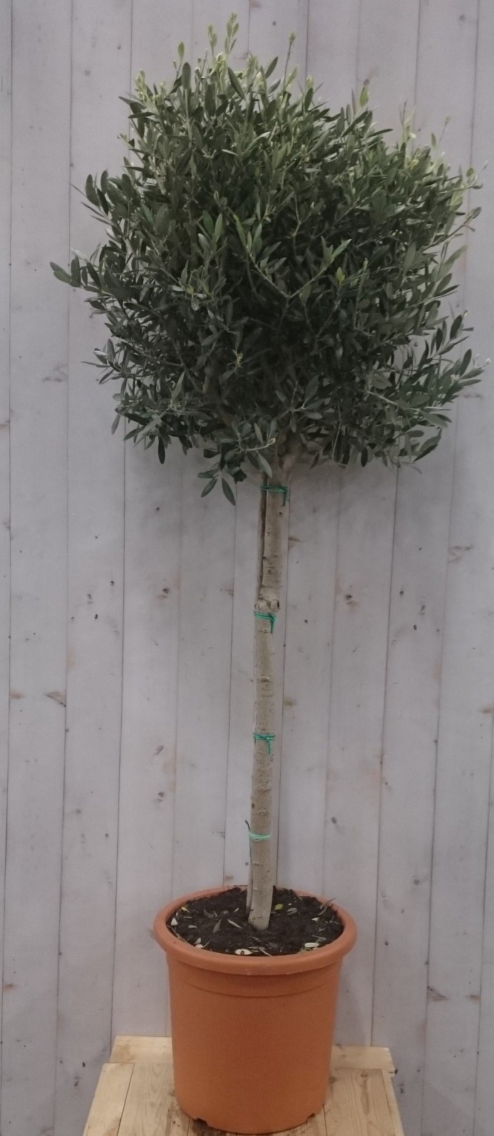 Warentuin Natuurlijk Olijfboom Olea stamhoogte 100 cm en boomhoogte 180 cm - Groen