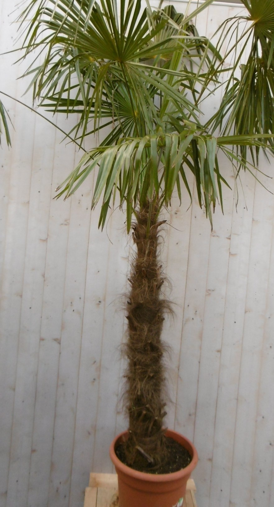 Warentuin Natuurlijk Winterharde Palmboom stamhoogte 150 cm en hoogte 300 cm - Groen
