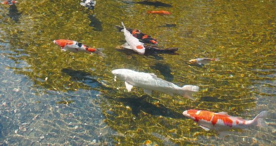 Ubbink AlgClear UVC 55000 / 55 W - Blauw