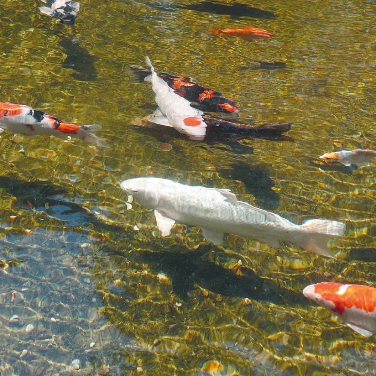 Ubbink AlgClear UVC 55000 / 55 W - Blauw