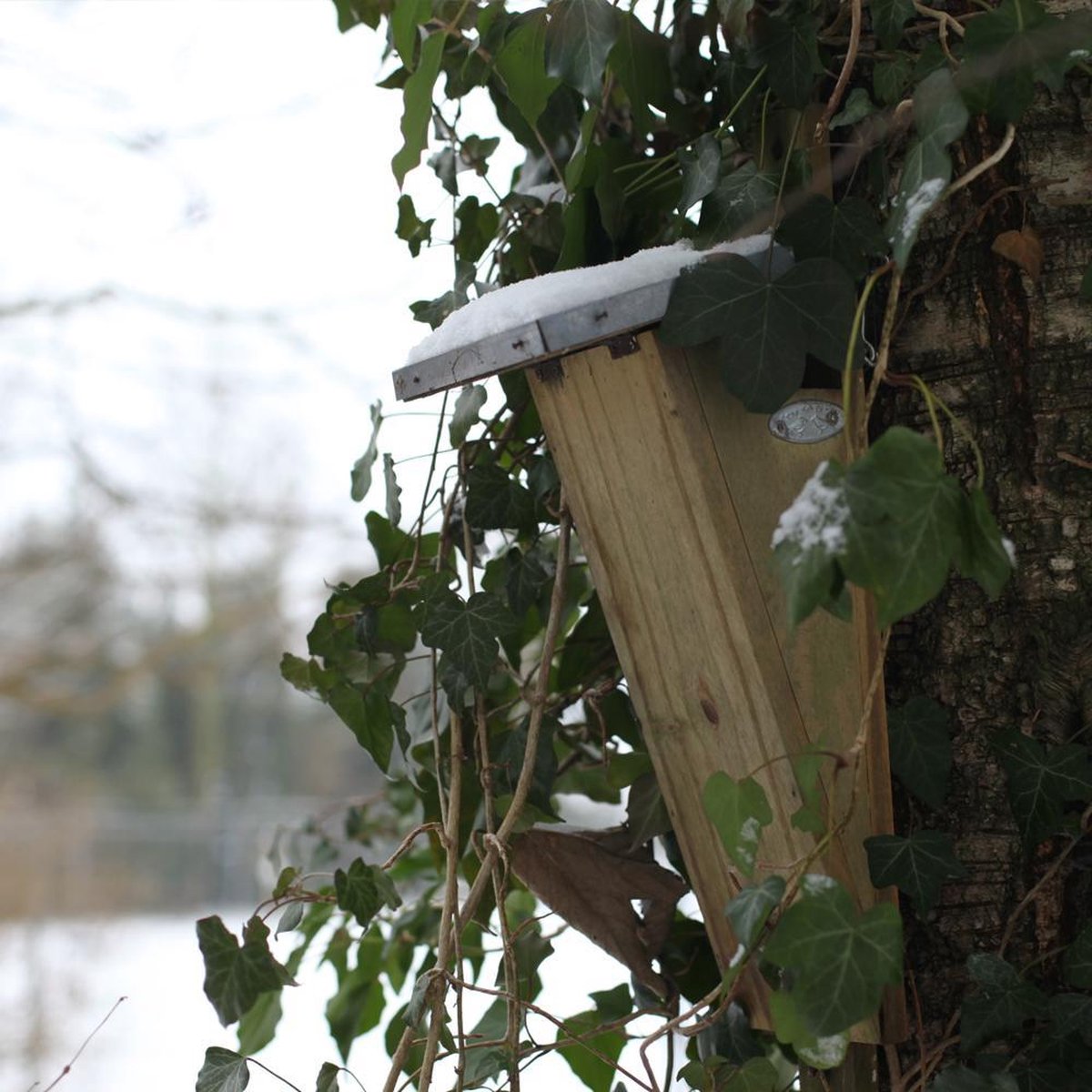 Best For Birds Nestkast boomkruiper