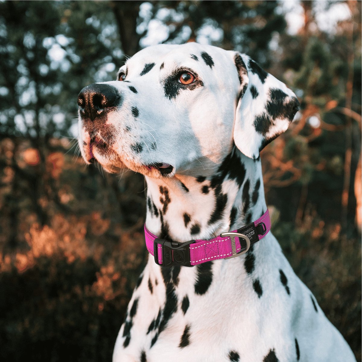 Rogz - Collar Para Perros Fanbelt - Blauw