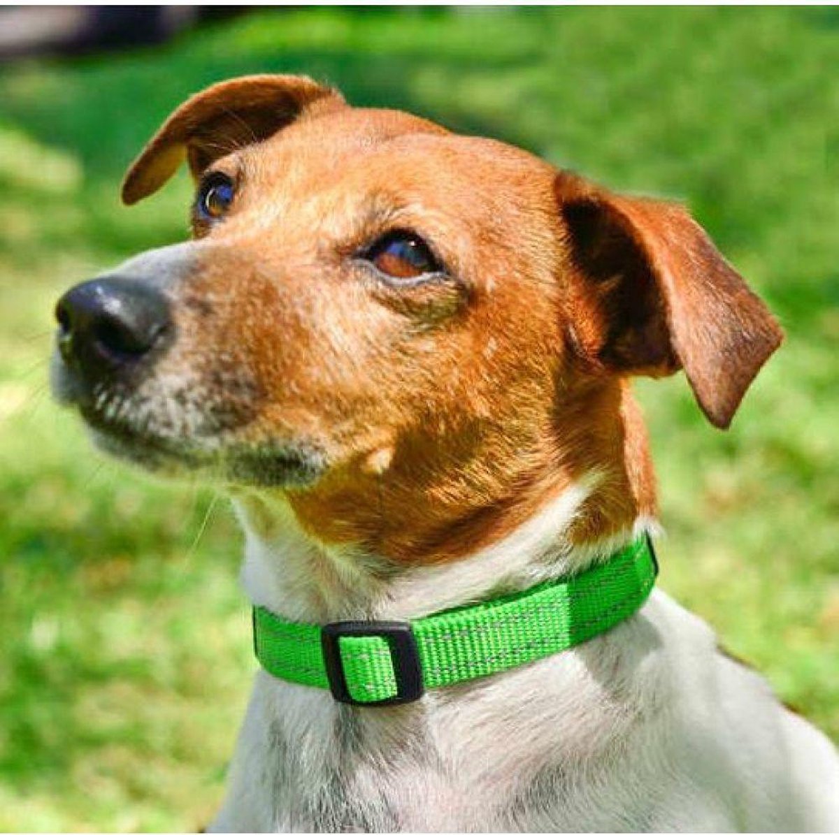 Rogz - Collar Para Perros Fanbelt - Blauw