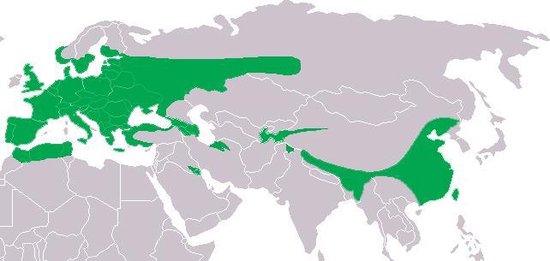 Esschert Design Bosuilenkast 47,5x47,5x59,7 Cm Nk42 - Bruin