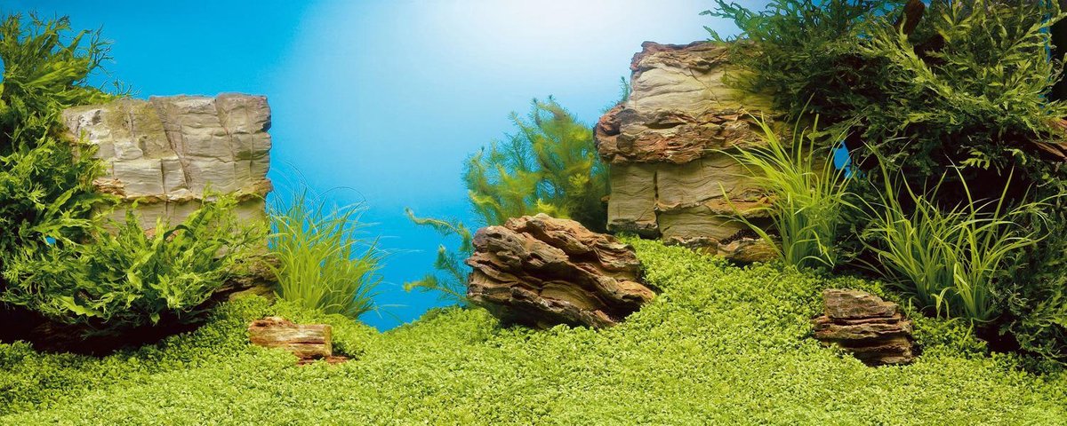 Juwel Achterwand Poster 1 L - Aquarium - Achterwand - 100x50 cm